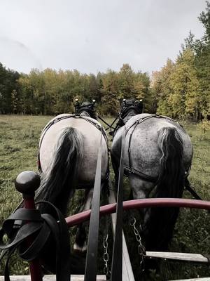 A post by @koleba.jd on TikTok caption: Logging days with some awesome teams. Thanks so much @Pigeon Lake Horse Drawn Rides for trusting me with the reins!  #logging #teamster #drivingteams #percherons #drafthorse #oldschool #cowboyshit #dayinthelife #ranching #cowboygirl #halflingerhorse #percheronhorse #teams #workhardplayhard #pigeonlakehorsedrawnrides 