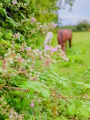 A post by @show_jumping_barbie on TikTok caption: Allow yourself to enjoy each moment you have ✨ #lovelife #fyp #wildflowersandwildhorses #goals #horse #showjumping #horsesoftiktok #equestrianlife 