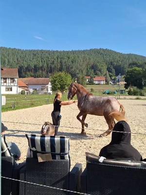 A post by @art.of.dressage on TikTok caption: Tami im Schulhalt💕 Erfahre hier mehr über Hankenbiegung  https://elopage.com/s/Art-of-dressage