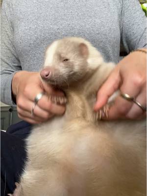 A post by @sophia_bbbb on TikTok caption: Mazikeen the skunk had to join this trend #skunk #tranding #skunks #beauty #exoticpets #exotic #viral #viraltiktok #dog #puppylove #animal #animalsoftiktok #wildlife #following #fo #PetsOfTikTok #pet #cute #cuteanimals #wait #theydontloveyoulikeido #animalsoftiktok  