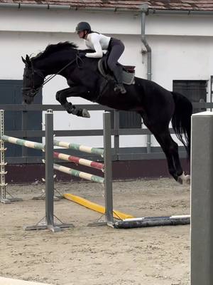 A post by @gandori on TikTok caption: Big Bay (5yo) and Black Adam (4yo) showing their jumping skills #showjumping #showjumper #showjumpers #younghorse #equestrian #equestrianlife #showjumpinghorse #training #forsale #tophorse horses by: @ZOLTÁN MEDGYESI 