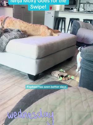 A post by @aimster813 on TikTok caption: Just a random Wednesday of zoo fun at the homestead! Silly pets! #fyp #cat #dog #tiktok #cute #silly 