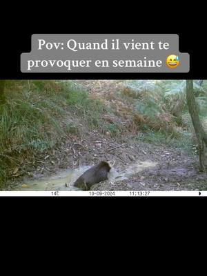 A post by @robinmuller09 on TikTok caption: #chasse #sanglier #chassetricolore #leshurleurscarlanais #foryoupage #pourtoi #foryou 