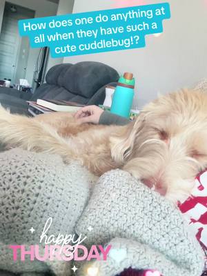 A post by @aimster813 on TikTok caption: Between Truffle and Luna I get lots of fluffy cuddle time during the day! #fyp #Love #cute #pet #dog 