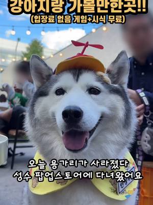 A post by @cute_booqoo on TikTok caption: 용이 되어버린 부끄 #허스키 #husky #시베리안허스키 #허스키부끄 #siberianhusky #