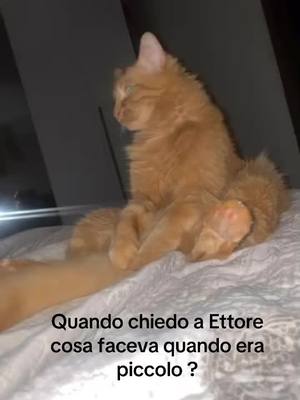 A post by @la_proietto_effe_ on TikTok