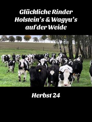 A post by @hagenstark on TikTok caption: #farmlife #landleben #rinder #cattle #koppel #natur #wolf #pfy #fds #tictok 