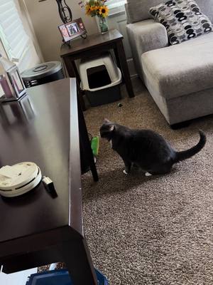 A post by @mamabear91313 on TikTok caption: #cat #cattoy #helovesit