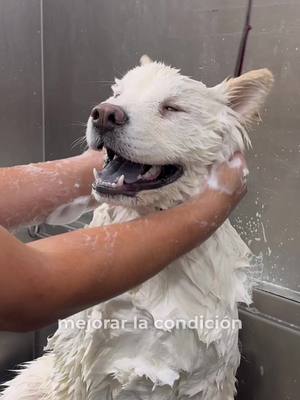 A post by @masterpetss on TikTok caption: Respuesta a @flakita86 Baño Extremo para Teo, el Chow Chow Cieguito! 🐾 En este video, celebramos la increíble recuperación de Teo, Un valiente Chow Chow cieguito que estuvo en cuarentena tras vencer el moquillo canino.!! Después de 40 días de cuidados intensivos y amor, ¡es hora de un baño extremo! Sus papás nos decían que olía a bolsa de cheetos, así que le damos el trato que se merece. ¡Déjanos en los comentarios si piensas que Teo es guapísimo! 👇🏼👇🏼 #fyp #perros #dogs #chowchow #doggrooming #viral 