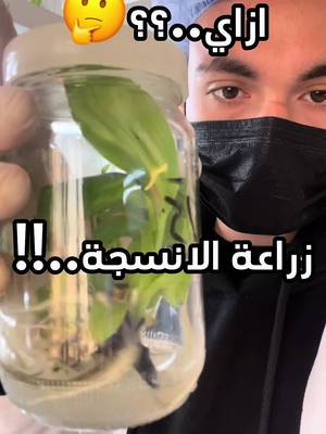 A post by @alhussin_sharabi on TikTok caption: زراعة الموز بالانسجة  #زراعة_الموز #اكسبلور #كلية_زراعة #نباتات #زراعة #نعناع #زراعه #زراعه_نباتات #زراعة_المانجو #نباتات_داخليه #الشعب_الصيني_ماله_حل😂😂 