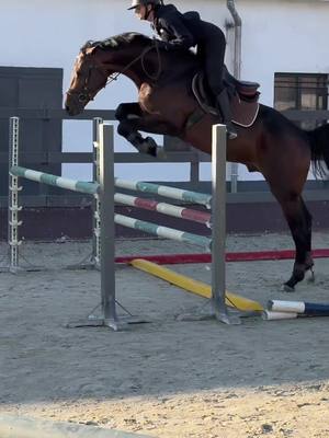 A post by @gandori on TikTok caption: Opio and Cracko training (4yo) #showjumping #showjumper #showjumpers #younghorse #equestrian #equestrianlife #training #forsale #tophorse horses by: @ZOLTÁN MEDGYESI  