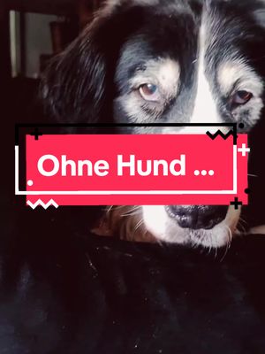 A post by @pflege_marionette on TikTok caption: Wer braucht schon ein sauberes Haus? #fürdich #dog #dogs #dogsoftiktok #🐶 #❤️ #tiktoknews #storytime #2024 #fy #foru #fyp #viral_video #explore 