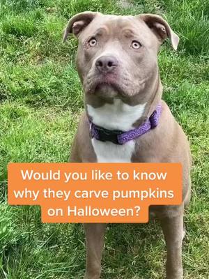 A post by @harleyduchessofdoggos on TikTok caption: #mydogssmarterthantrump #pitbulls #pibble #humor #breedism #sarcasm #duchessofdoggos 