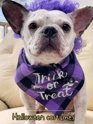 A post by @luckymonica988 on TikTok caption: Here’s some Halloween outfits ideas for doggies! Which one do u like?#halloween #halloweencostume #bulldog #petlover #adorabledogs #dogclothes 