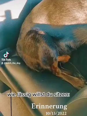 A post by @butch_black_dog on TikTok caption: schönen Sonntag 🤗#fy #fyp #fypシ゚ #viral_video #funnyvideo #lustig #butchmyking 