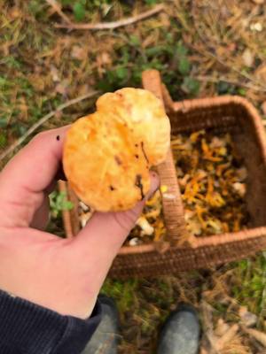 A post by @umy.camille on TikTok caption: Première et magnifique cueillette avec Umy 🍄🤎🍂🧺#champignon #mushrooms #chanterelle #foret #forests #nature #dog #goldenretriever #puppydog #autumn #outsideactivities 