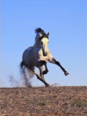 A post by @morganmoore031 on TikTok caption: Introducing Campero CXLI, Andalusian stallion at @viselworkshops #Andalusian #stallion #gallop #horses #horseofkings #caballos #horsesoftiktok #run