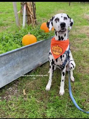 A post by @dominodalmatian on TikTok caption: Come pumpkin picking with Domino 🎃 🤍🖤 #pumpkinpatch #dog #autumn #halloween #pumpkinpicking #fyp #dalmatian 