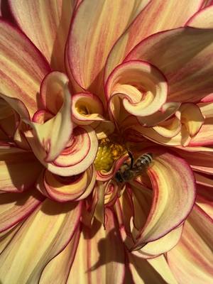 A post by @jen_jen_1980 on TikTok caption: #dahlia #honeybee #polination #trump2024🇺🇸 #flowers 