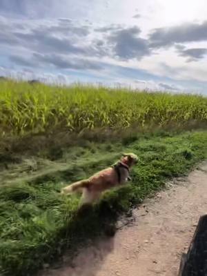 A post by @umy.camille on TikTok caption: Pov : Tu fais du quad avec une fusée 🚀💨🏎️🏁 #quad #fastdog #dogrunning #dogoftiktok #goldenretriever #fyp #farm #quadbike #puppydog 