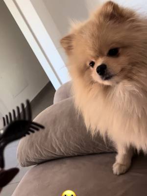 A post by @pomeranian_thiago on TikTok caption: #pomeranian #tiktok #neiperte #volpinodipomerania #spitztedesconano #dogsoftiktok #roma #italia #dogsoftiktok #star #puppy #puppy #checcozalone #Love #dog #neipertee 