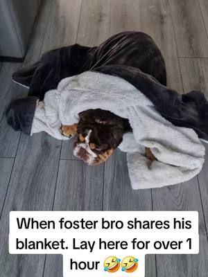 A post by @joahrens0 on TikTok caption: #bulldog #walter #blanky 🤣