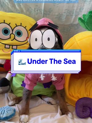 A post by @missalohasierra on TikTok caption: ⭐️ PAWtrick Star here, live from #BikiniBottom with my bestie who lives in a 🍍 #UnderTheSea! 🪸 🐾 This is my entry for #inktoberwithsheila. 🌊 Week 2 theme: Under the sea. VOTE in @Sheila Chen Art’s @instagram stories every week all October for your favorite pet costumes! #dogtok #aussiesdoingthings #dogsofttiktok #doggosdoingthings #hawaiidogs #OOTD #bikinibottom #halloweencostume #halloweenathome #halloweendog #spongebobsquarepants #patrickstar 