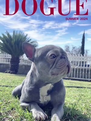 A post by @chancethetiny on TikTok caption: Chance at his best. Lol. Miss you so much Pal. #frenchie #tiktokfrenchie #goodboy #CapCut 