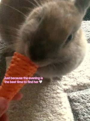 A post by @operation.casse.noisette on TikTok caption: 🤍 #operationcassenoisette #bounty #rabbit #fyp #viral #bunny 