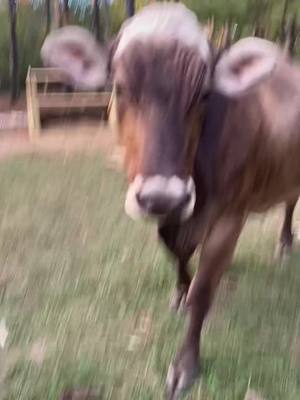 A post by @heynow_browncow on TikTok caption: As soon as that temp drops below 60 degrees we get the zoomies #cowzoomies #zoomies #rescue #farmrescue #farmlife #brownswiss 