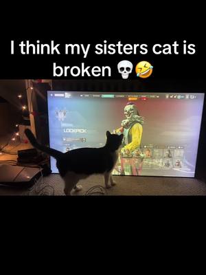 A post by @therealyoungraze on TikTok caption: 💀🤣🤣 #lmao #funnycats #leo #fy #fyp #funny #💀💀