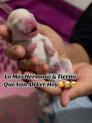 A post by @alexiagalvez4 on TikTok caption: #chihuahua #perrito #amorcanino🐶🐕  