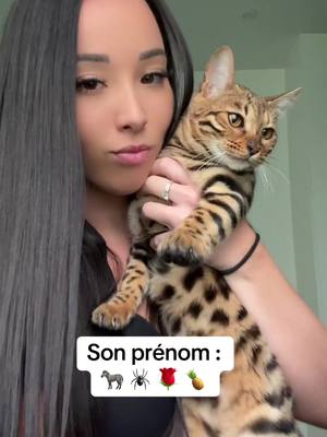 A post by @maebsn17 on TikTok caption: Cest quoi le prenom de vos chat ? 🐈#fyp #foryou #cat #catsoftiktok #catlover 