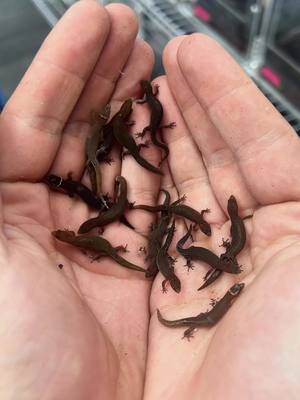 A post by @herptime on TikTok caption: Another feeding time with some @Zoo Med Laboratories, Inc. supplements, showing off some geckos I haven’t shown off before. These Ilha Maracá geckos (Coleodactylus septentrionalis) have been in my care for a few months now and I’ve really started to dial in what they like. On top of the feeding and supplementation, I’ve found they thrive in high humidity environments, higher than any gecko I’ve kept before. Unlike other species of micros, namely sphaerodactylus, which require semi tropical conditions, these geckos have been thriving with conditions similar to dart frog care. These are temporary “quarantine” conditions, but I do plan to build something a little nicer for my several groups I have going here. Maybe even try some cohabing with dart frogs down the line? Time will tell! The main goal is to first get a grasp on the conditions they prefer for breeding. I have gotten a few eggs, but not the numbers I’d like to see. With uncommonly kept species like this, trial and error is the only way. All I know is I’m sure they’ll use every bit of the calcium and vitamins dusted on these crickets if they’re gonna continue to lay eggs! #HerpTime #reptile #gecko 