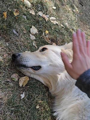 A post by @emily.batista on TikTok caption: just happy to be involved  #fyp #dogsoftiktok #dog #bopit #dogtok 