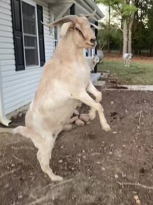 A post by @heynow_browncow on TikTok caption: The zoomies are clearly contagious around here! #goats #zoomies #rescue #farmlife #farmrescue #sanctuary 