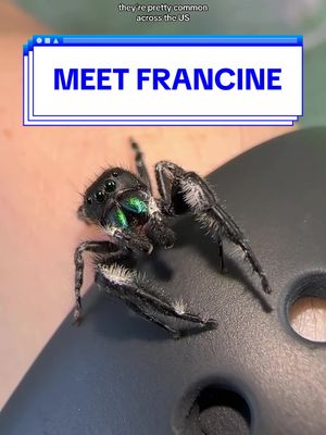 A post by @sagittarilys on TikTok caption: -gets a spider to help with fear of spiders -is still scared of most spiders except jumping spiders now #jumpingspider #boldjumpingspider #phidippusaudax #petjumpingspider 