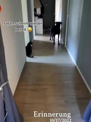 A post by @butch_black_dog on TikTok caption: guten Morgen 🤗#fy #fyp #fypシ゚ #viral_video #funnyvideo #lustig #butchmyking 