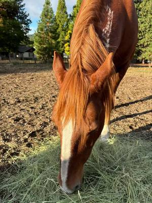 A post by @jen_jen_1980 on TikTok caption: #strawberry #horses #mule #quarterhorse #mustang #fyp 