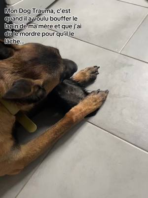 A post by @mailys_bzt on TikTok caption: Pour sa défense, il ne connaissait pas encore le « lache » 😅 #dogsoftiktok #dog 