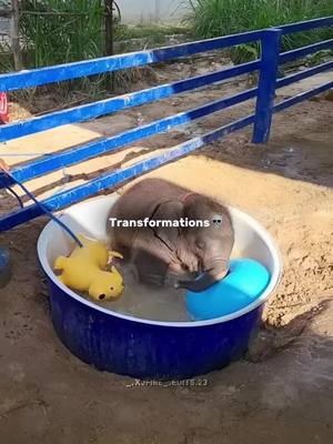 A post by @_.xjfire_.edits.23 on TikTok caption: Transformations💀#animal #fyp #transformations #wild #nature #fy 