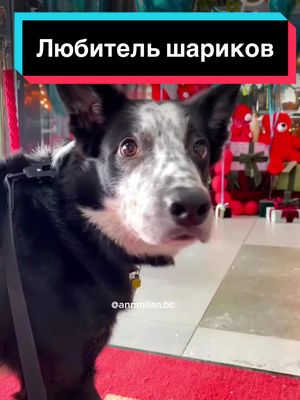 A post by @annmilan.bc on TikTok caption: К чему неравнодушны ваши собаки?😜🐶 #умнаясобака #бордерколли #собаки #собакаактер #собакамодель #собакаприколы #собакаприколы #собакадругчеловека #собакиприкол #воздушныешары 