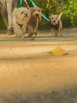 A post by @beetlecouple on TikTok caption: Our 3 furry friends 🐾🐾🐾 #shihtzusoftiktok #fyp #goldendoodle #chihuahua 