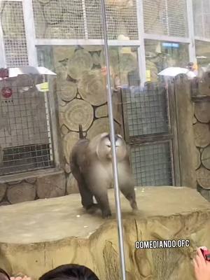 A post by @comediando.ofc on TikTok caption: FUNNYS MONKEY'S   😂😂😂😂 #animais 