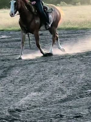 A post by @merrillhodges on TikTok caption: 2yo Eddie Stinson. First time around the barrels. Sporty is gonna be one of the greats! #SteddieMoney