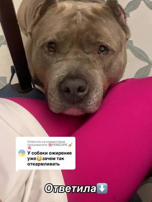 A post by @monster_pride_pitbulls on TikTok caption: Ответ пользователю @🌸PENELOPE 💅🌸 отвечаю таким «умным» про ожирение у МОЕЙ собаки. Вы же лучше знаете как она живет и как кормим. 1е- это амбулли xl,мы брали ее в известном американском питомнике,если посмотреть они там все здоровые и широкие,вот такие вот собаки бывают🤷‍♀️ конституция такая) 2е- ни в коем случае ее мы не перекармливаем😌 3-е- после операции на лапе собака не может очень много двигаться,бегать как угорелая и тд, с ее весом. она В ПРИНЦИПЕ крупная и тяжелая,без ожирения.. соответственно не выглялит супер спортивно. 4-е- сделите за своими питомцами, а о своих я сама позабочусь,и если нужен совет то спрошу. А с непрошенными советами идите на …🤗 #ambully #ambullylife #americanbullyofficial #амбулли #рек #реки #топ #тренды #собакаубийца #рекомендации #americanbullyxl #ambull 