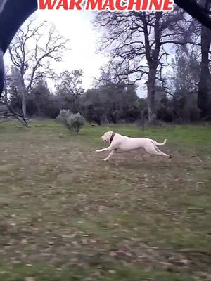 A post by @divine_dogoargentinos on TikTok caption: Dogo Argentino  "Drago"  @Divine_dogoargentinos pets #viral #happy #Love #like #follow #tictok #whitedog #shorts #dogolove #dogosofinstagram #dogofinstagram #doglovers #foru #fyp #dogoargentino #soldiers #storytime #capcut #crazy #sad #friends #subscribe 