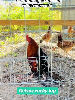 A post by @carlospena75 on TikTok caption: #peñagamefarm #gallodemilpalenques #gallofino #gallosmexico🐓👌 