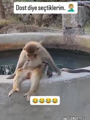 A post by @comediando.ofc on TikTok caption: FUNNY ANIMALS 🤣🤣🤣🤣 #animais #animaisengraçados 