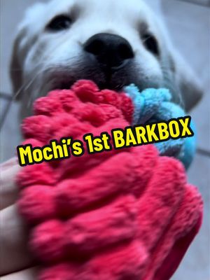 A post by @sock.puppies on TikTok caption: Spend 4 minutes with Mochi & i while we open her first #barkbox 👹♥️ Mochi is 8 weeks old!  #labrador #labradorpuppy #humor #asmr @Shop BARK 